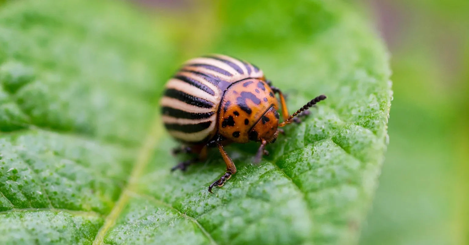 Colorado potato beetle on a green leaf