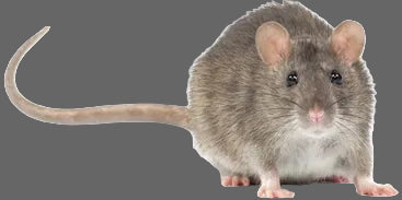 mouse on a gray background