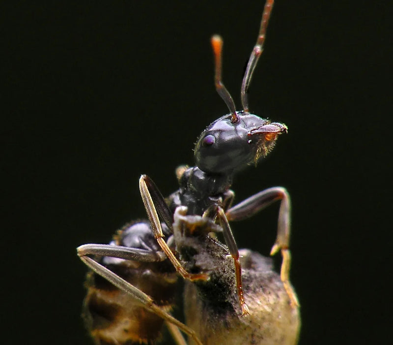 Close-up of an ant on a dark background