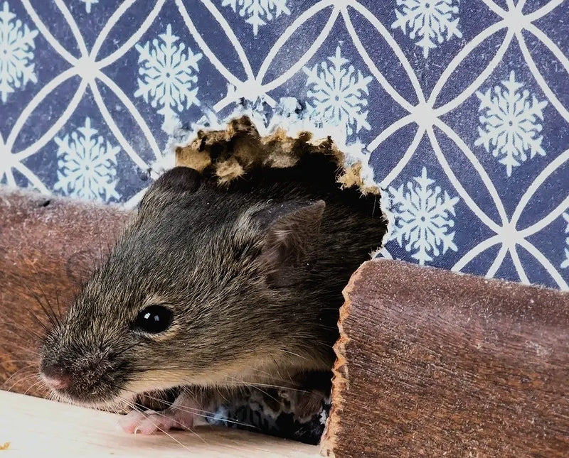 Small rodent peeking out from behind a wooden block with a blue and white patterned background
